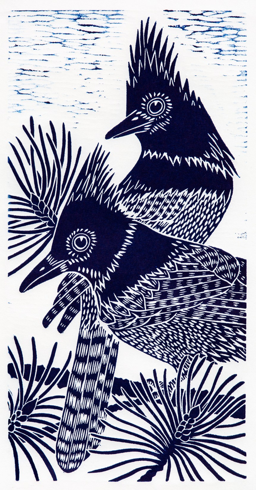 dreed stellar jays blue 021915 1800px